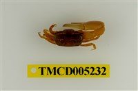 藏品(乳白南方招潮蟹)的圖片